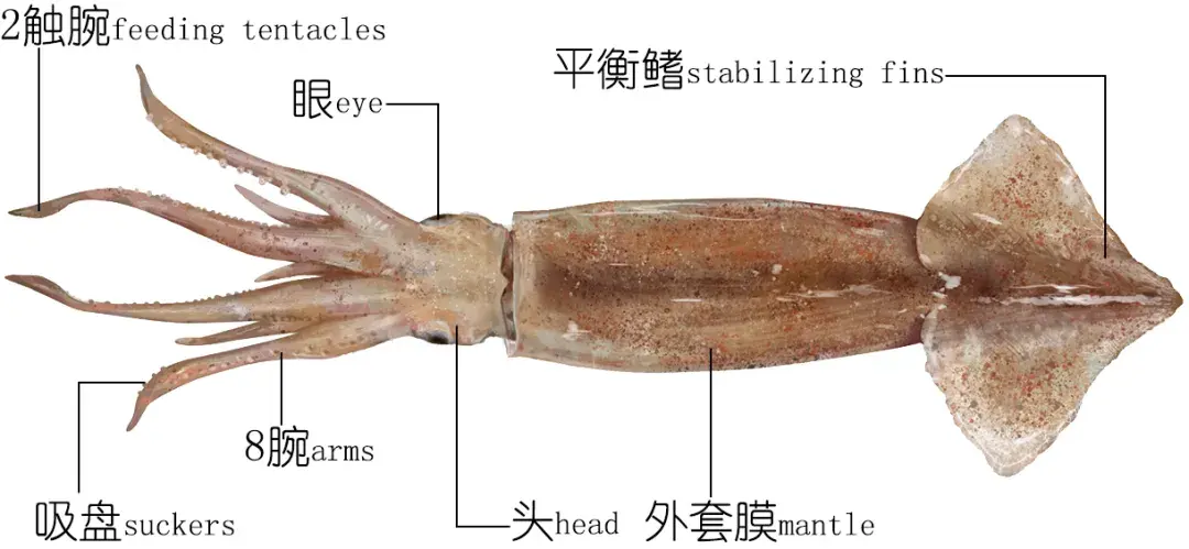 鱿鱼解剖图片