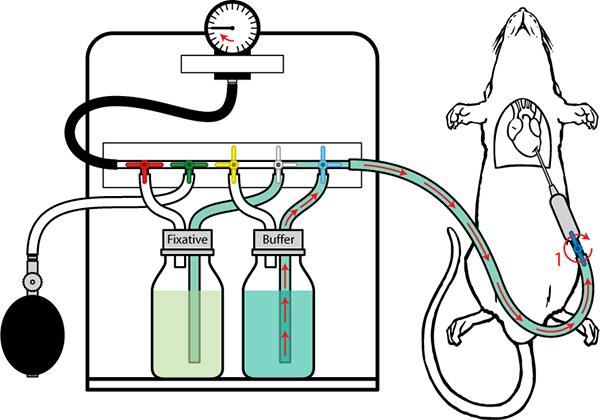 按大鼠体重,用 2% 戊巴,比妥钠(0.