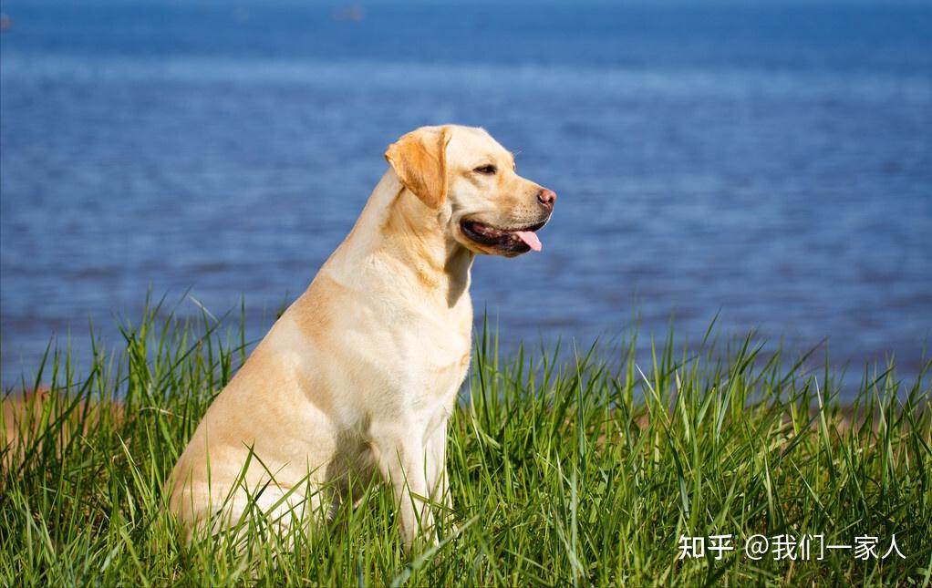 壽命:8-12年拉布拉多十分聰明,警覺,善解人意,性格溫順,平穩,對人友善