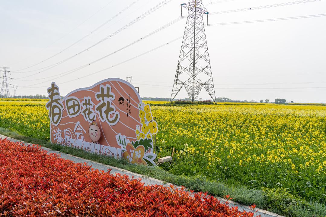 北联油菜花节图片