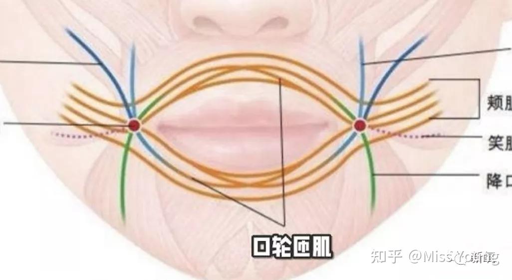 口轮匝肌突出图片图片