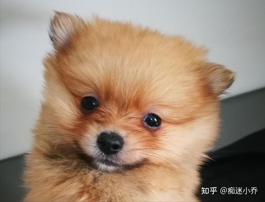 博美是有分为纯色和有杂色的,纯色的博美犬一般是白色,褐色,黑色,黄色