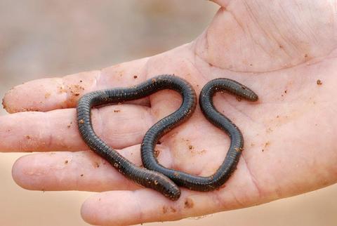 公子大白0m0大白课|动物的性生活之69大神蚯蚓同志赞同了文章2017-08