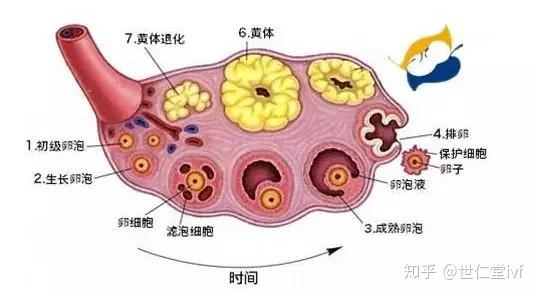 卵泡少