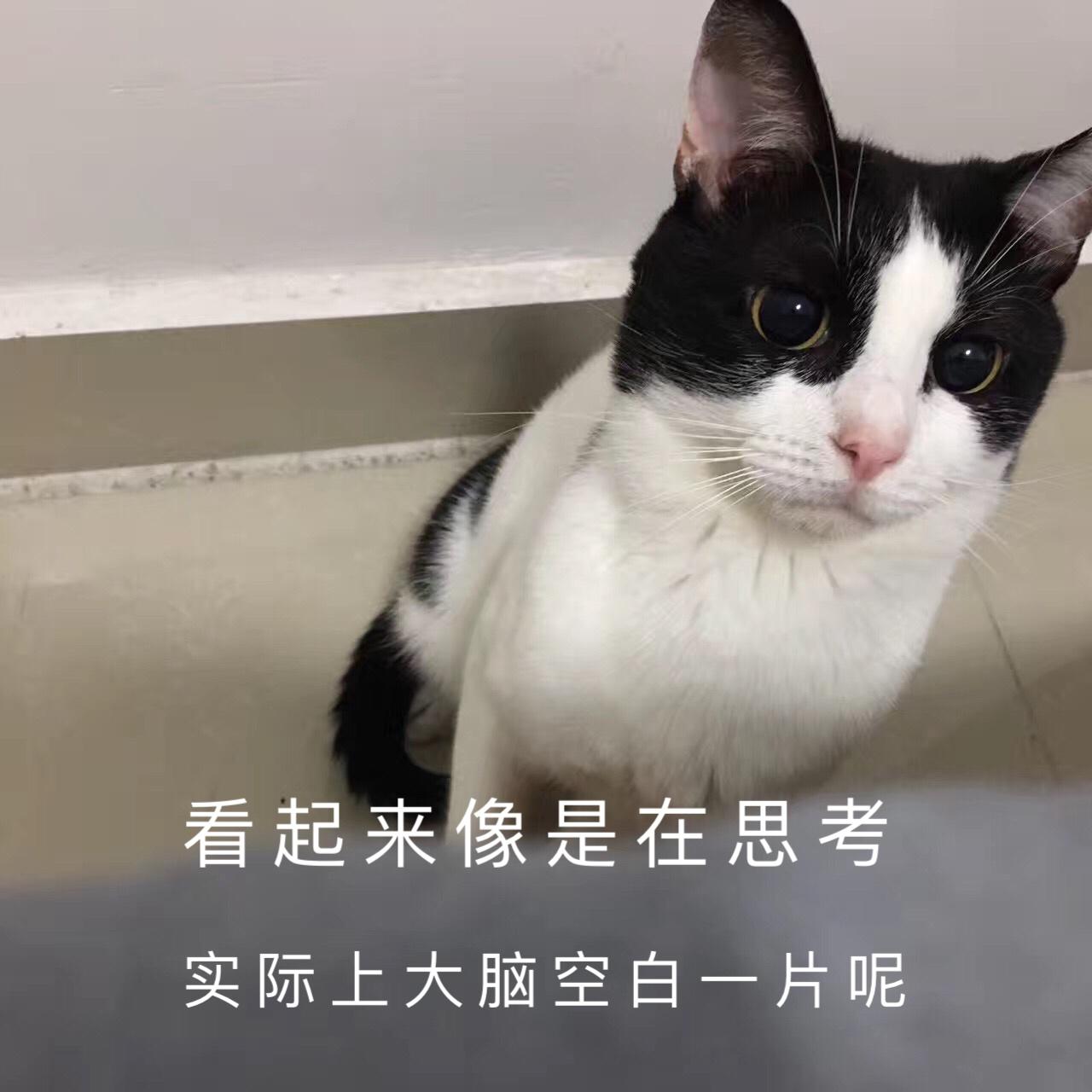 为什么奶牛猫有喵界神经病之称?
