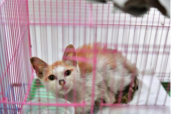 虐猫男子有罪 但是请适可而止 放过无辜的老人吧 知乎 虐猫男子有罪 但是请适可而止 放过无辜的老人吧 知乎