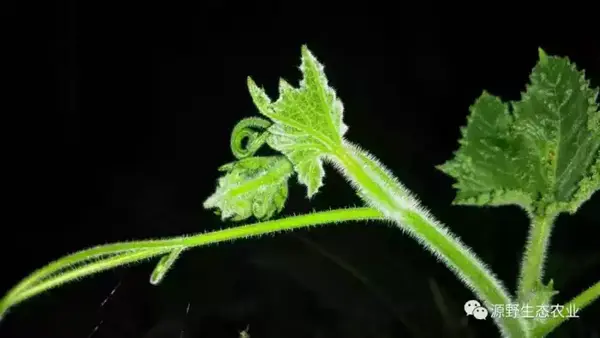 南瓜苗你还在吃吗 赶紧看看 南瓜苗的功效与作用 Duboot网