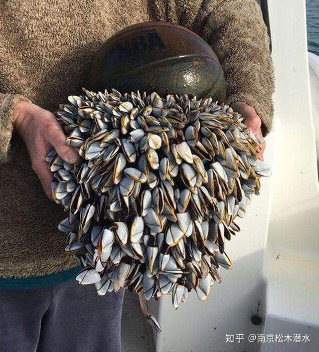 藤壶--哪儿都能呆不挑地方常年不移动也饿不死,能摧毁轮船,全球视为大