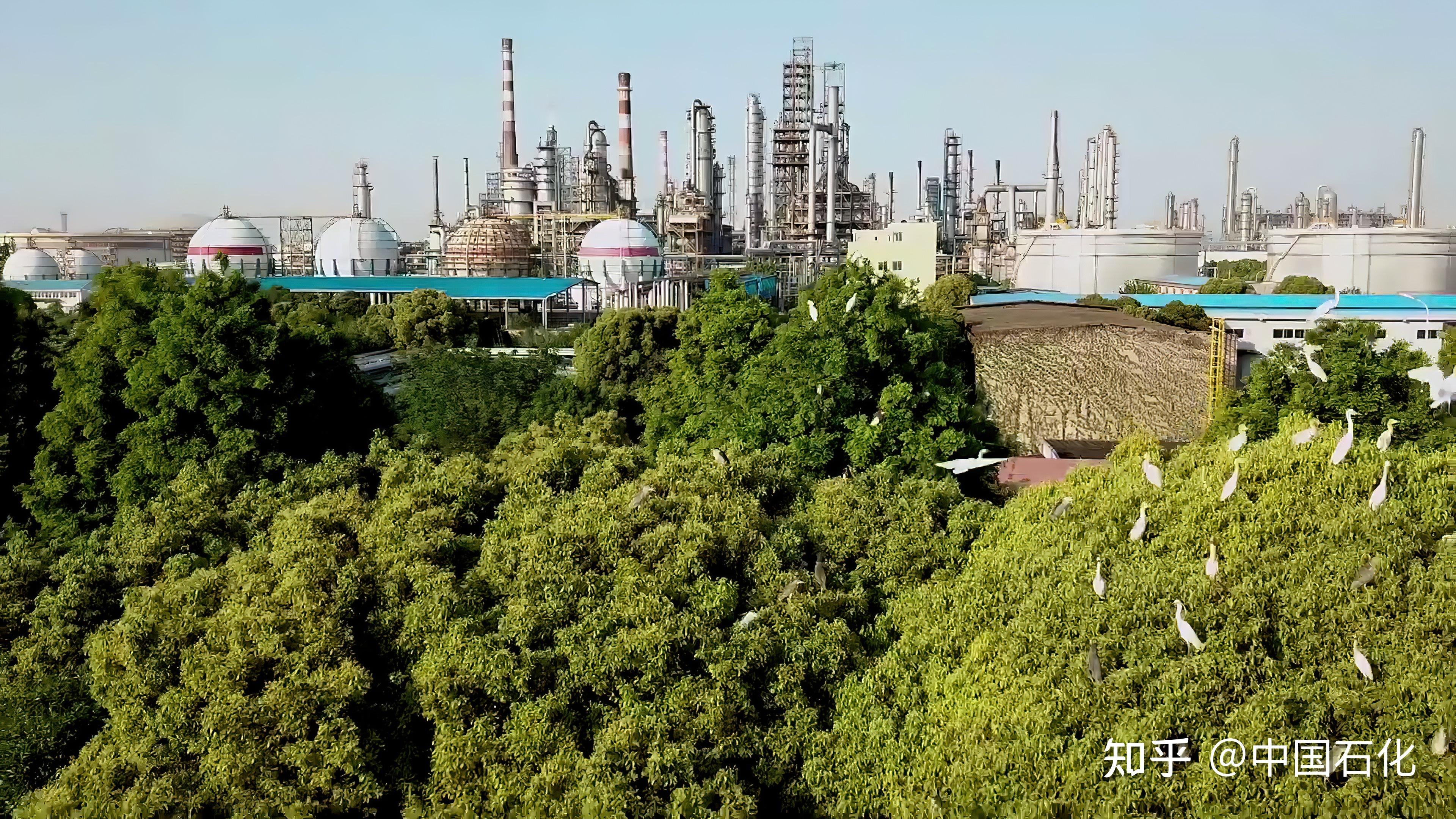 我国能源变革正经历量变到质变 赵东:中国石化聚焦"双碳"目标打造绿色