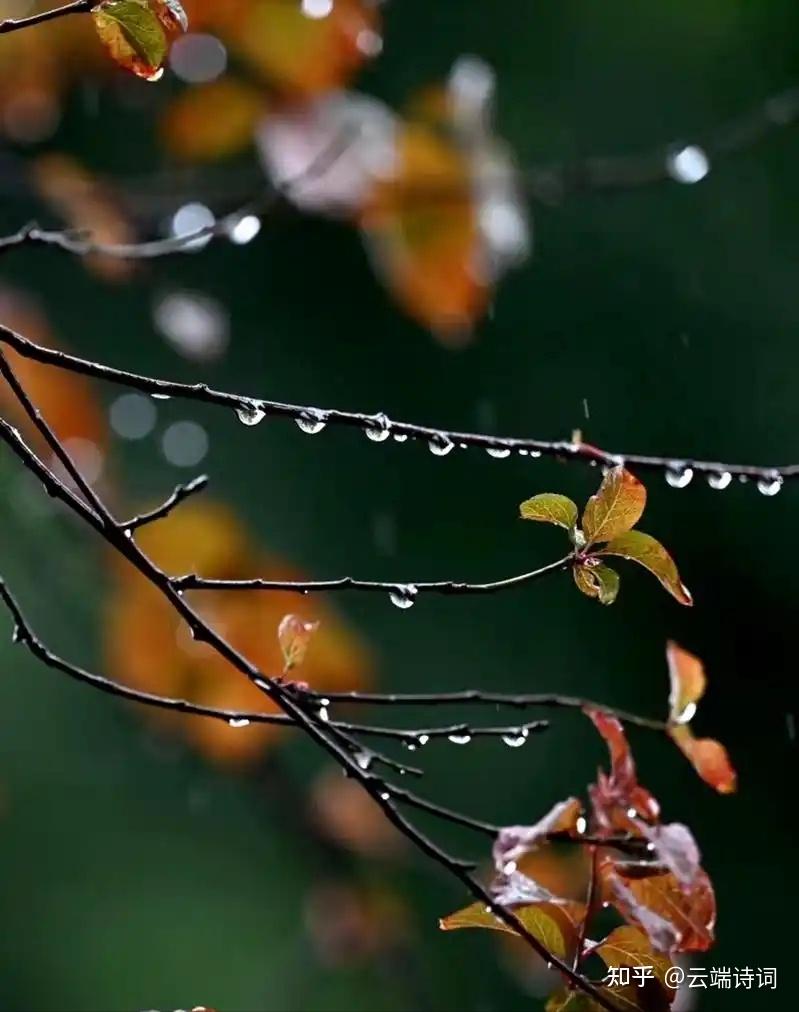 十首唯美的秋雨绝句,独坐小窗初睡起,数回疏雨滴芭蕉。 - 知乎