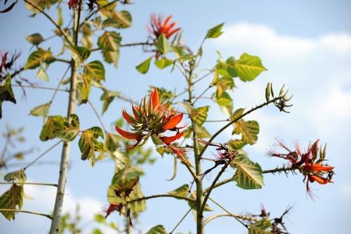 花叶俱美植物非试管高效快繁金脉刺桐