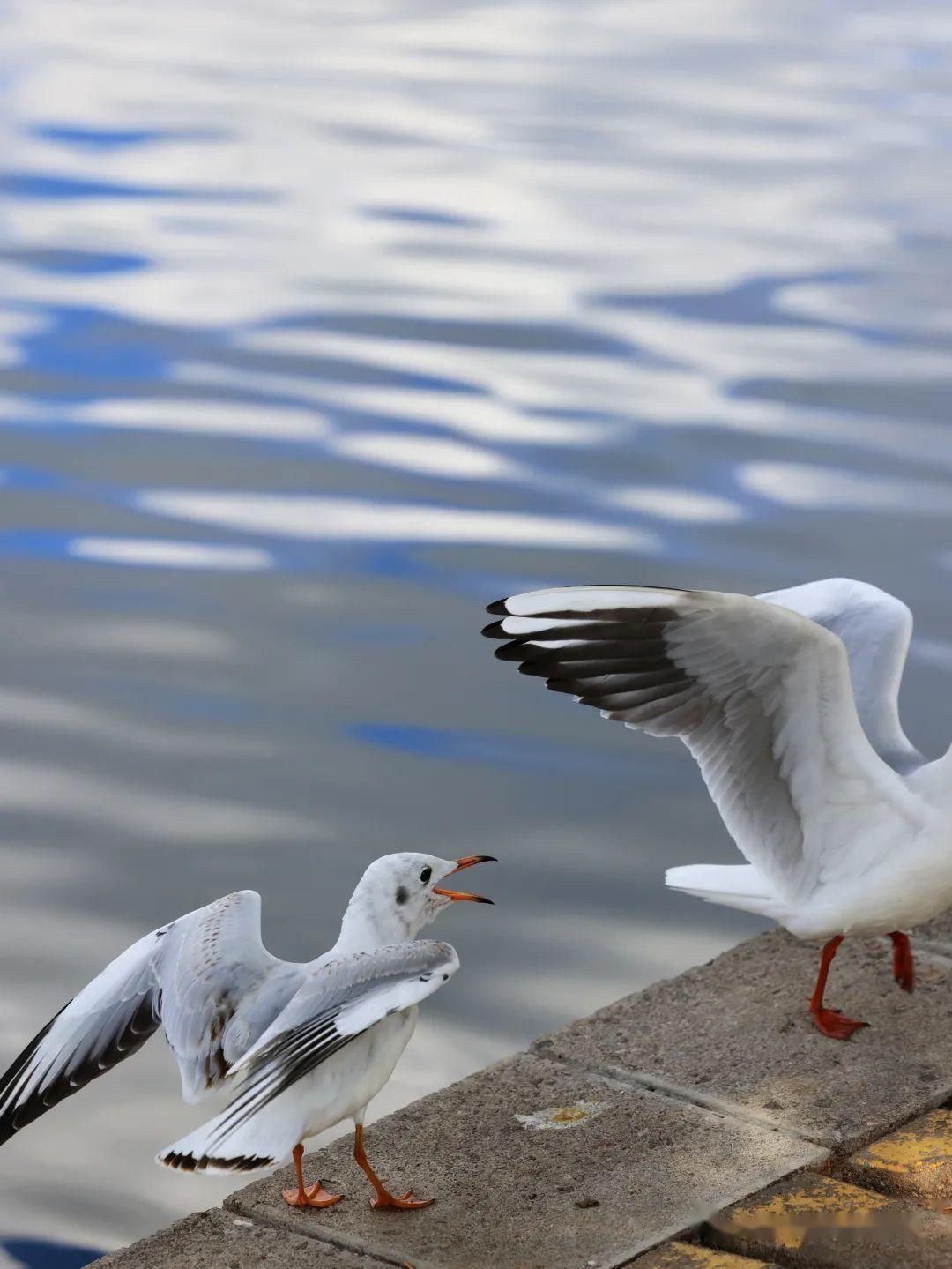 昆明翠湖公园赏银杏观海鸥冬日好去处