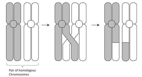苏李: 重要知识点回顾: 双倍体细胞经过减数分裂后形成4个单倍体细胞
