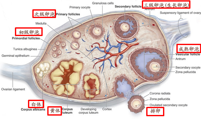 认识马的发情周期 - 知乎