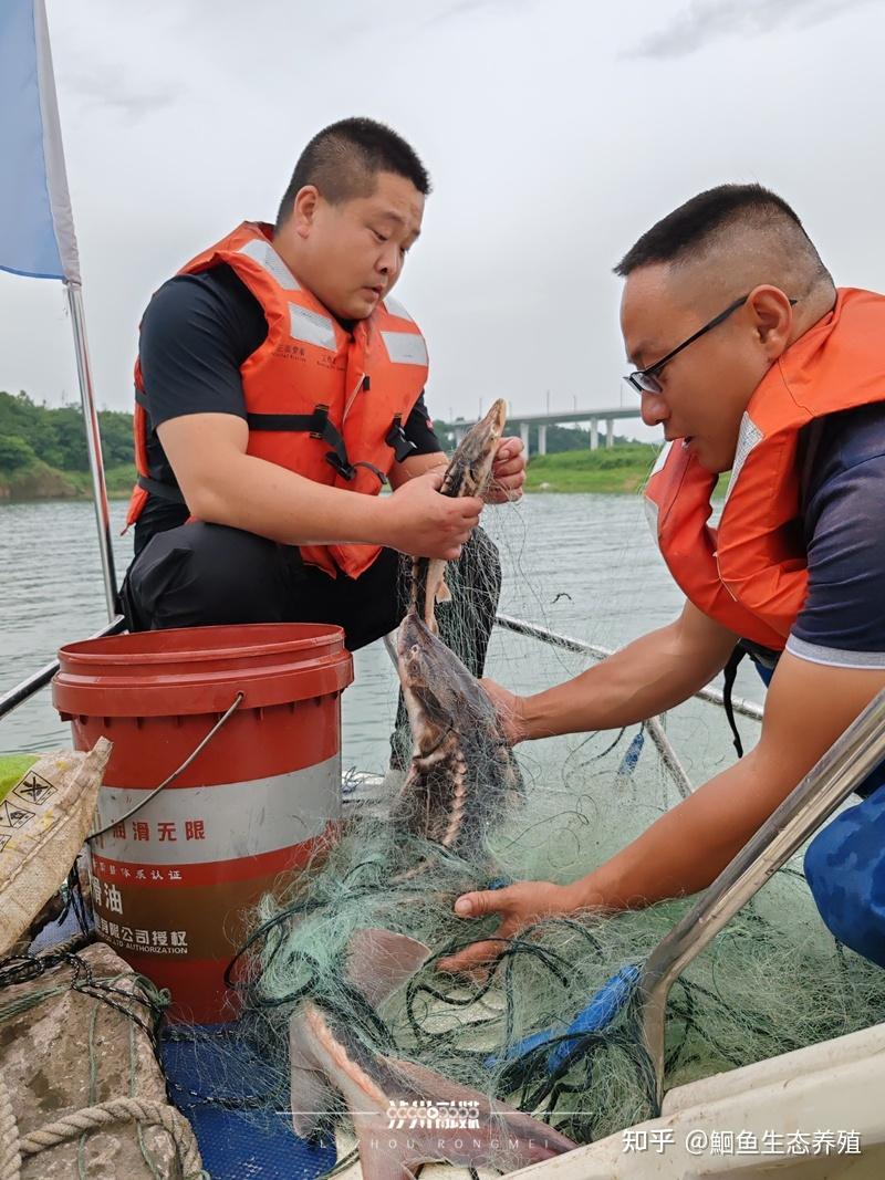 多地鱼类最新监测:鳤20余年首现赣江,泸州一网捞起67条长江鲟 - 知乎
