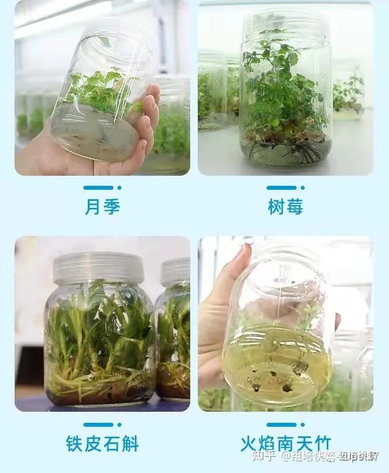 愈伤组织形态发生的调控组培