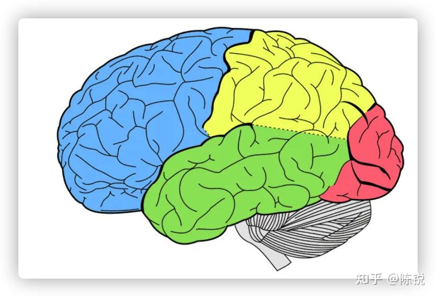 Frontal Brain Lobe and Its Function额叶及其功能 - 知乎