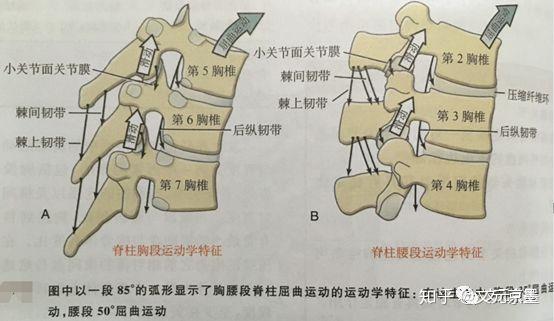 半腱肌和半膜肌起止点图片