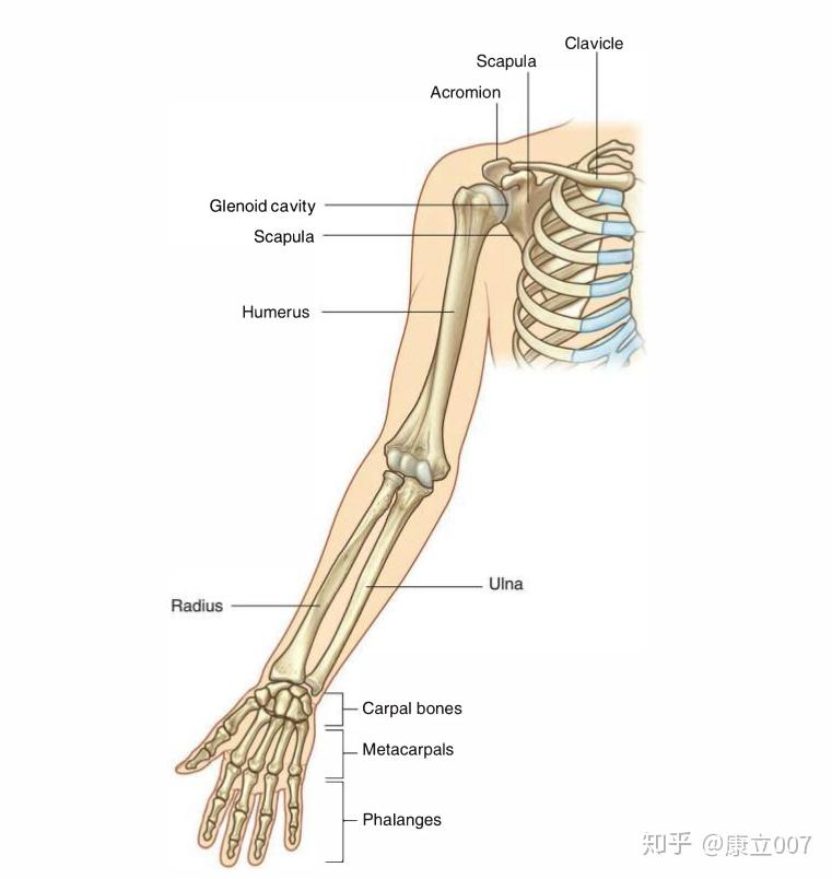 肱骨位置图图片