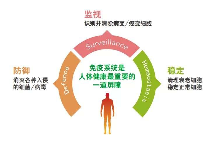 留住旺盛的免疫细胞,让生命更加精彩