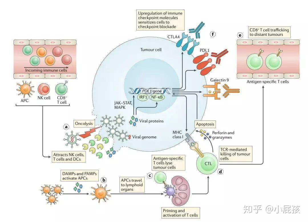 摘要regenesis腫瘤免疫療法之溶瘤病毒