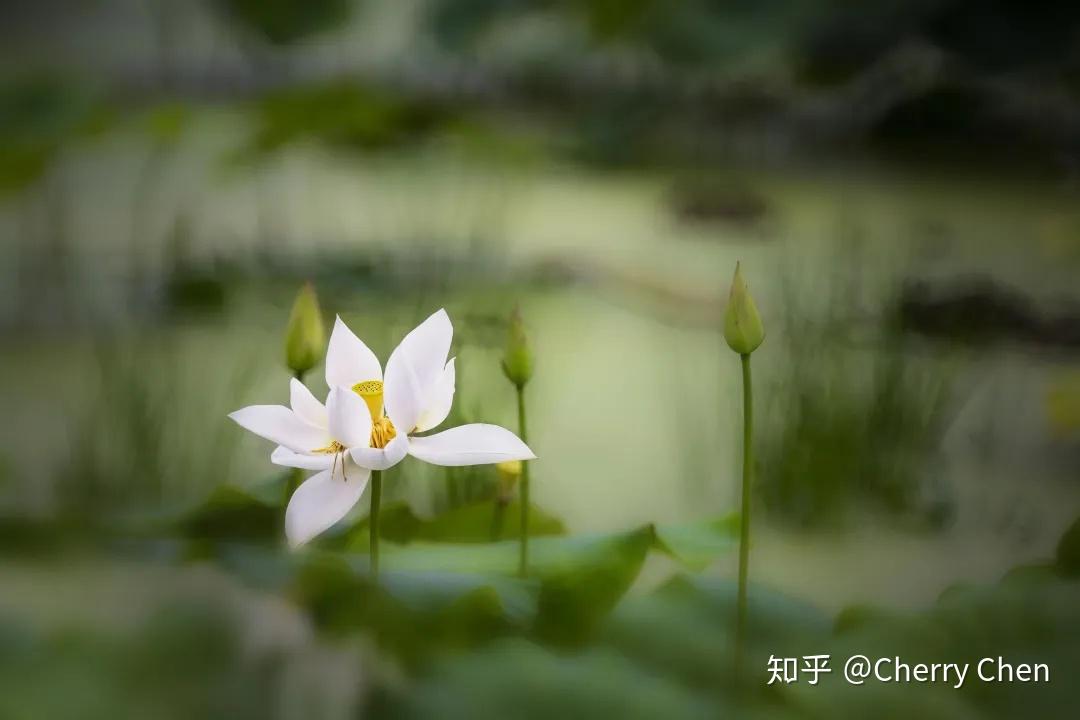 且借清风逐皎月,暗香浮动醉荷塘 - 知乎