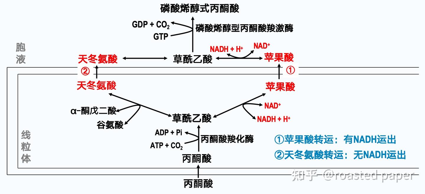 生化与分子生物学——代谢篇之糖代谢 - 知乎