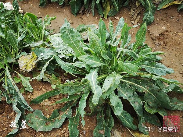 欧洲菘蓝染色实验 - 知乎