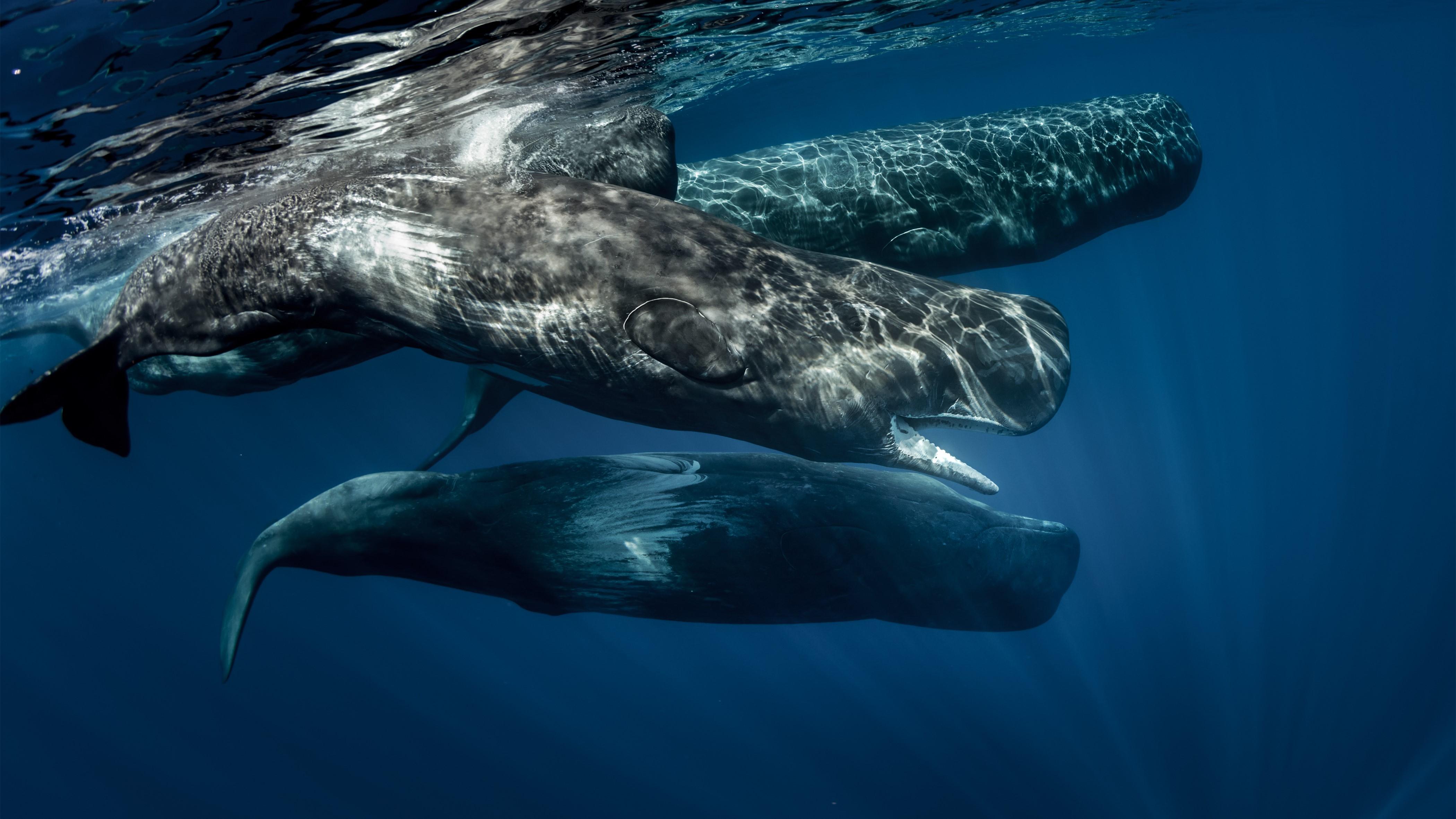 最厉害的鲸鱼图片