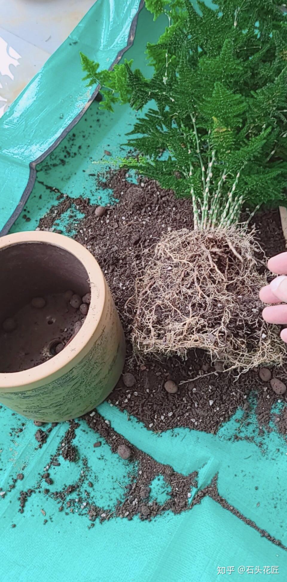 秋季养文竹换盆分株有3技巧做对了服盆快长新芽