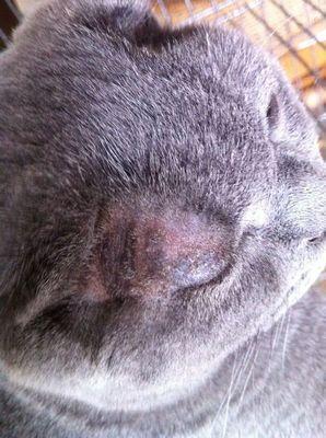 春季猫癣不可忽视 猫姐教你如何根治猫癣 知乎