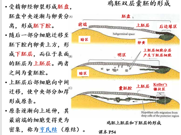 发育生物学期末复习 知乎