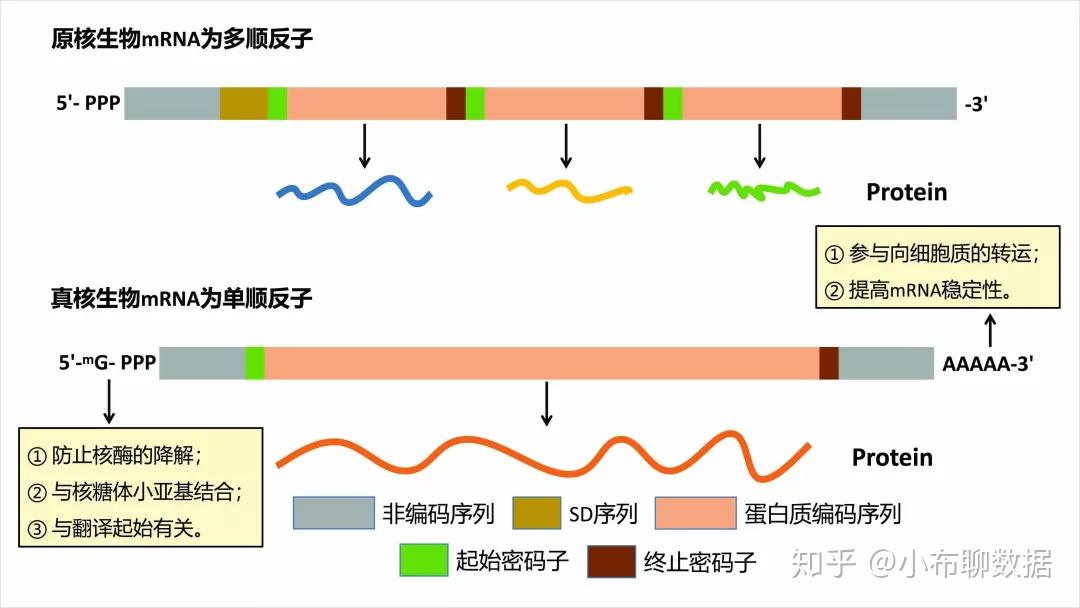 Rna Seq：测序原理之文库构建 知乎