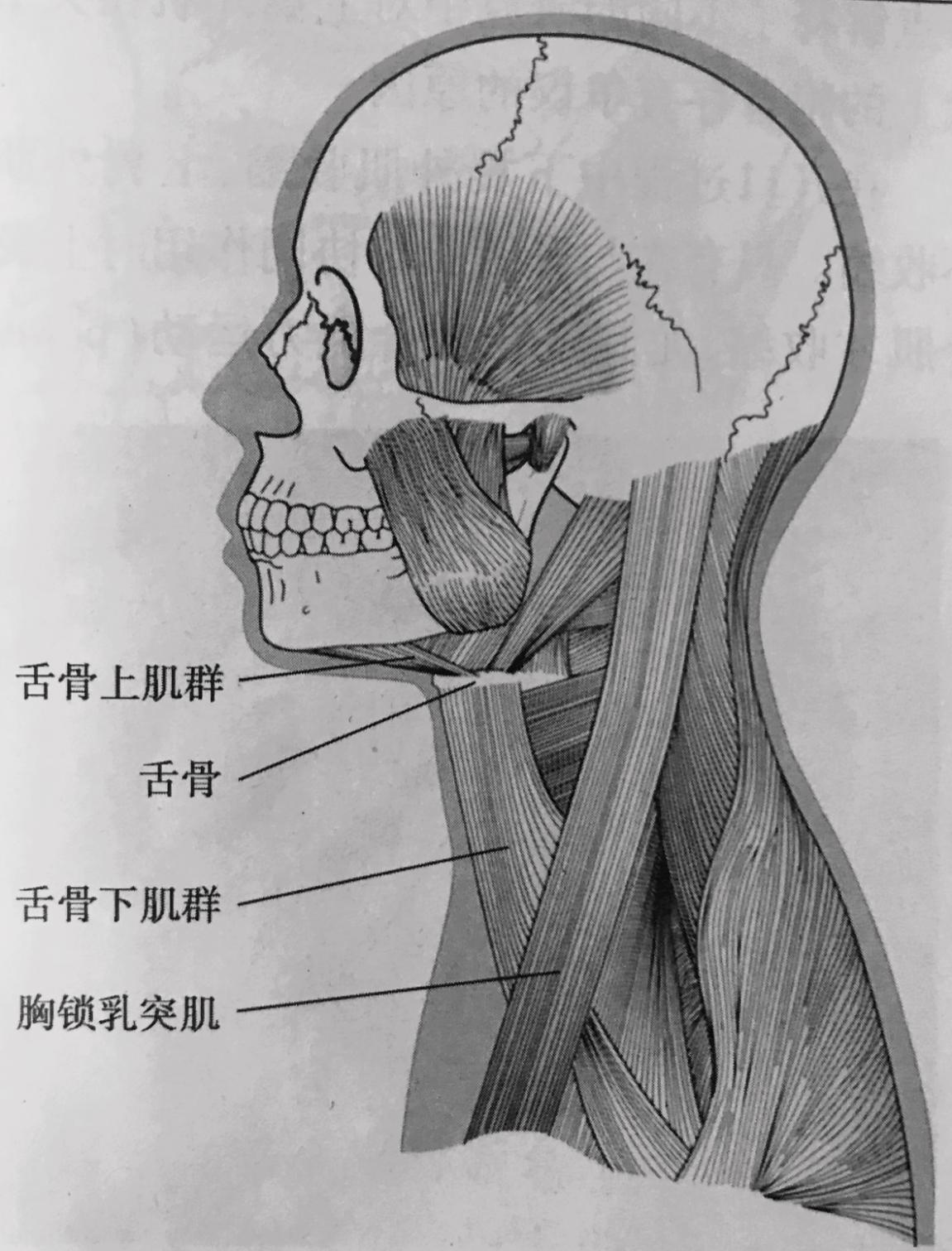 下颌升支解剖图-千图网