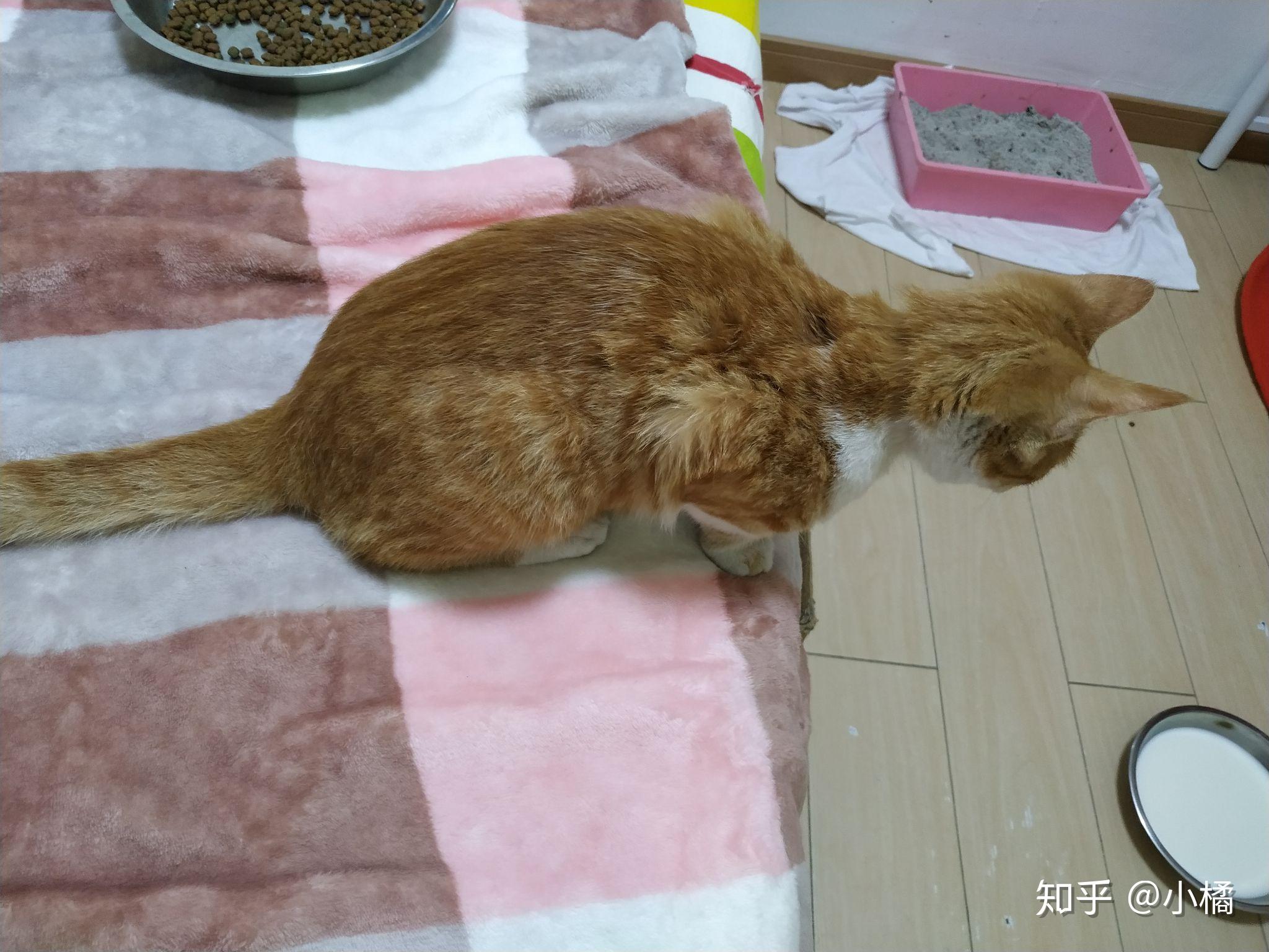 上海流浪猫求领养 - 知乎