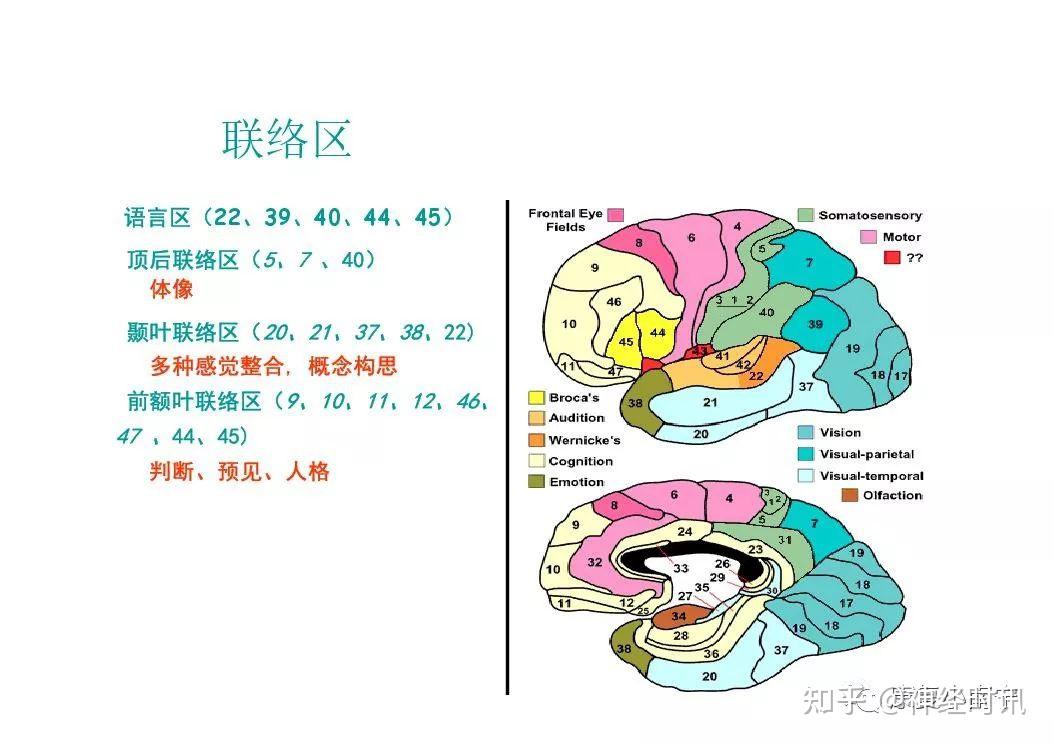 中枢神经系统解剖及功能【课件】 - 知乎