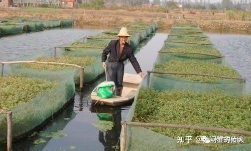 鱖魚河蟹生態養殖模式介紹