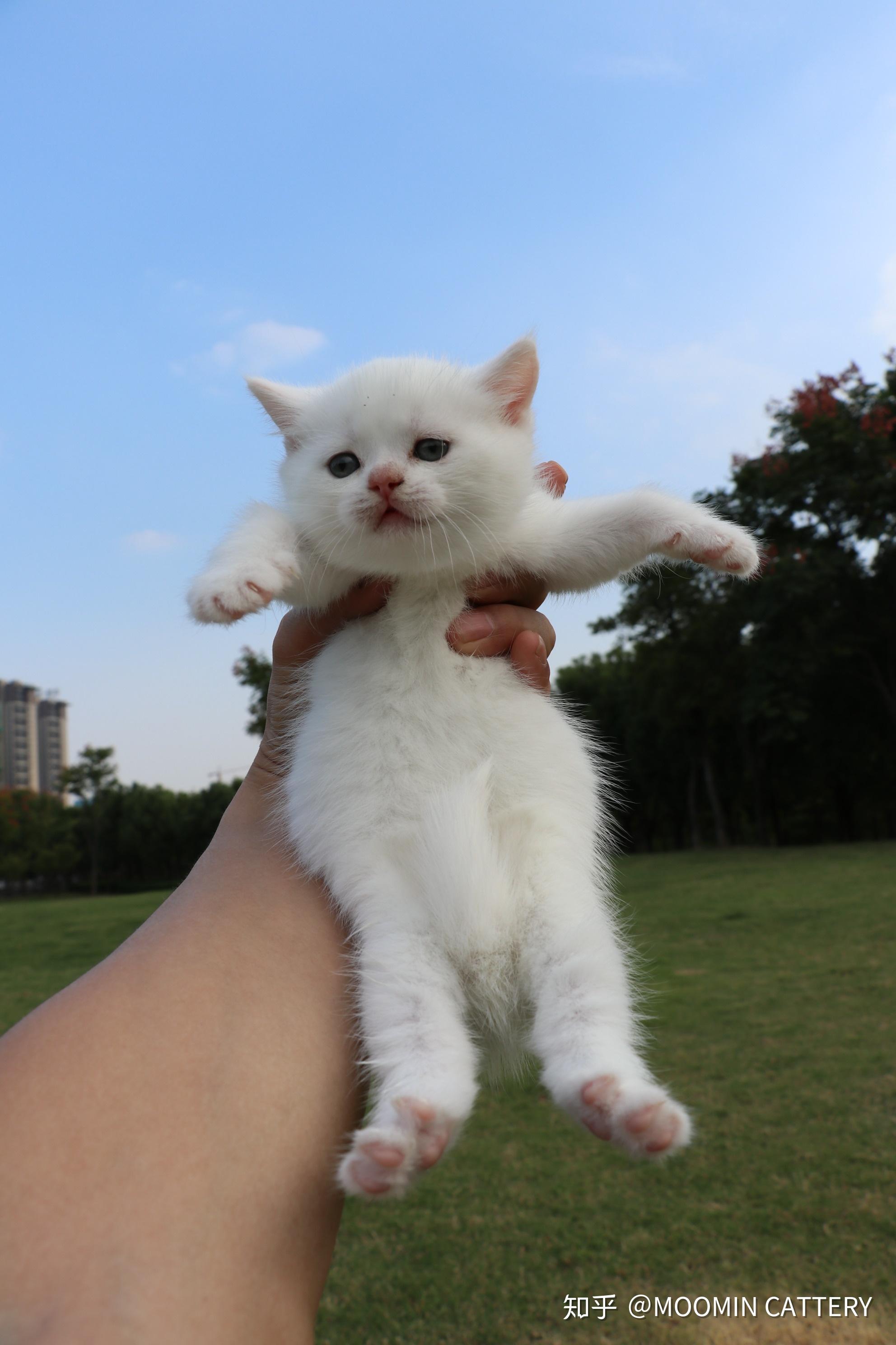 英短蓝白种公-松子-英国短毛猫-蓝白色猫爸爸:08待售 种母小白x种公