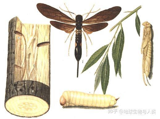 【动物界全系列】广腰亚目—树蜂科 - 知乎