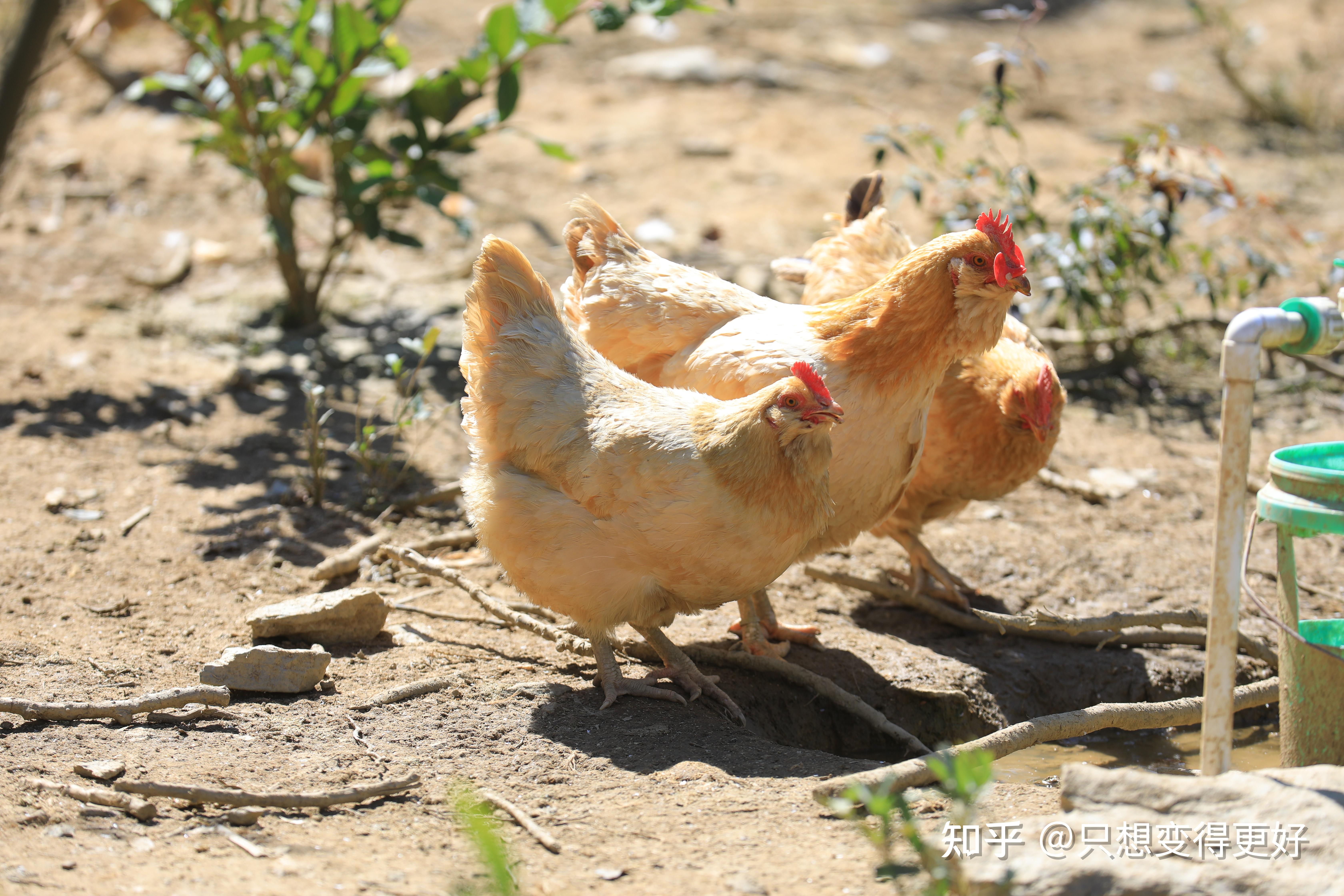 以肉质紧致,味道鲜美,皮脆骨香而驰名是广东比较出名的鸡种所以又被称