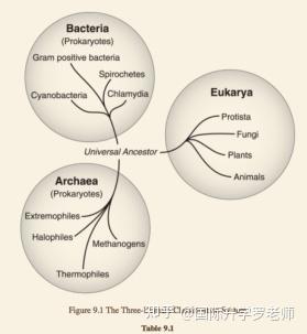 老师作客——生物(系统)分类学扫盲(下):必须知道的知识点 - 知乎
