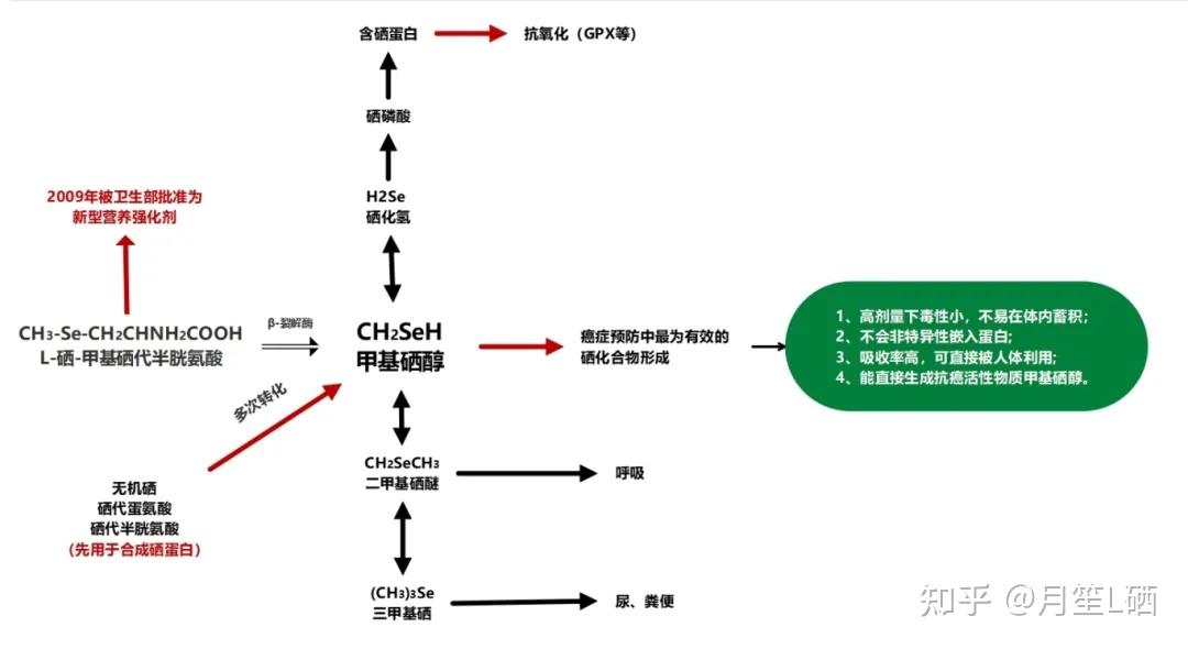 为什么说L硒是目前最安全、最易吸收的有机硒? - 知乎