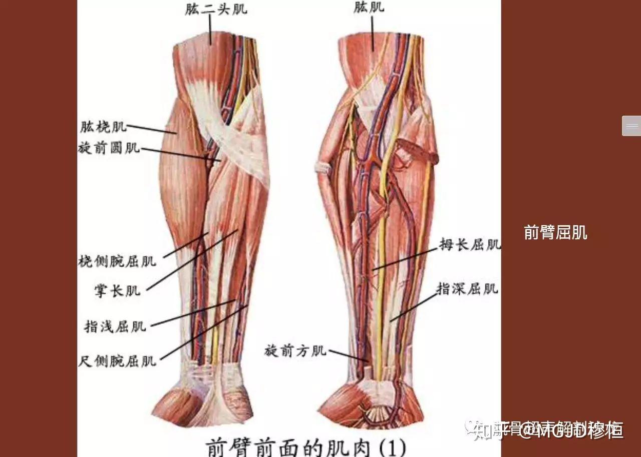 上下臂部肌肉解剖结构与超声检查技术 