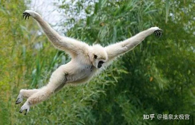 发生在晚清巨商胡雪岩身上的传奇故事飞来峰白猿老者如何能预知胡的