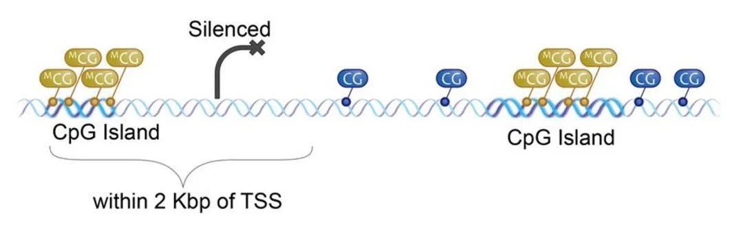 dna甲基化,cpg岛以及甲基化结果图怎么看 - 知乎