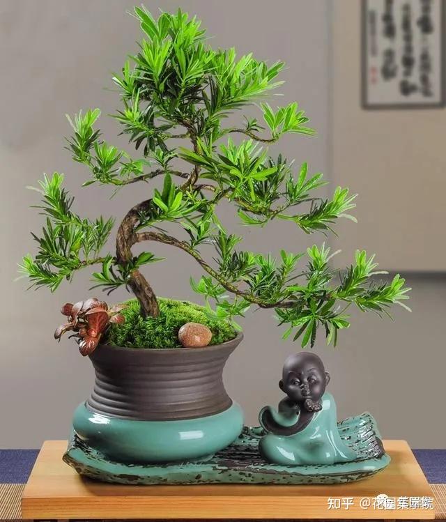 日式庭院该配什么植物？怎么配？看这里~ - 知乎