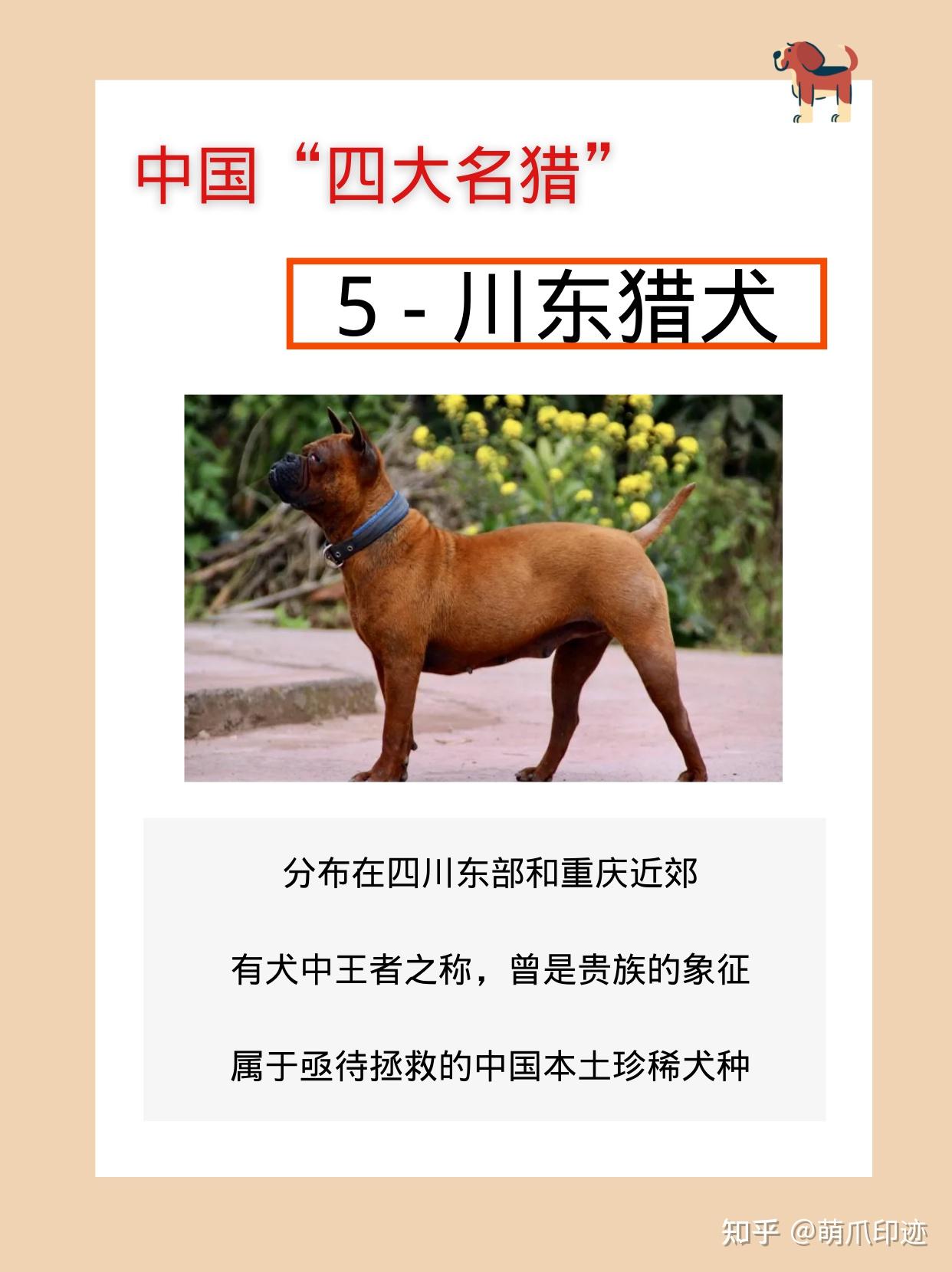 5.川东猎犬
