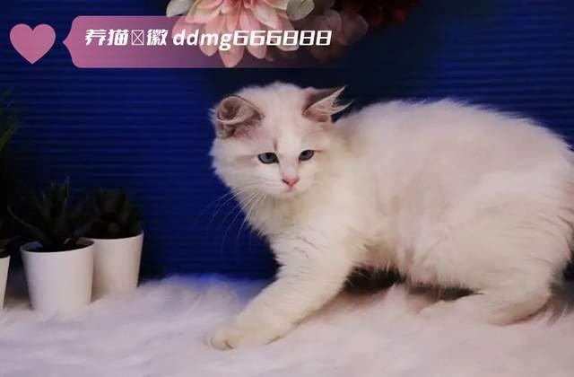 布偶猫和金吉拉配出来的小猫长什么样子