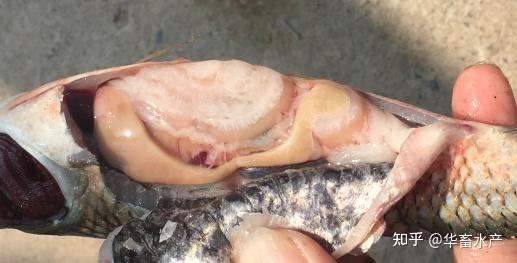 鱼类为什么容易患肝胆综合症