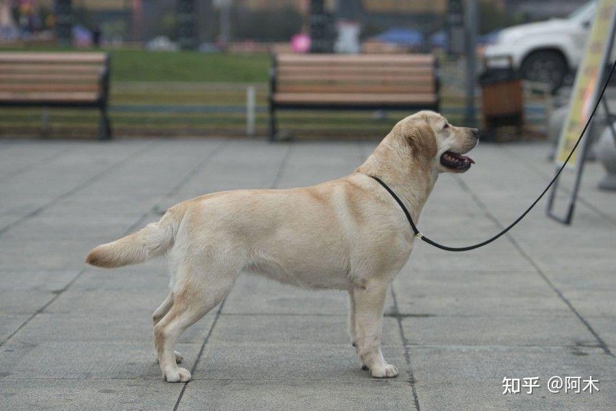 拉布拉多7个月 46斤是不是太轻了?